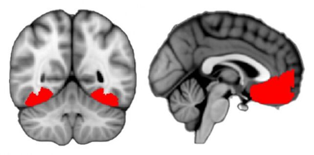 For the first time, scientists have identified the place in the human brain where curiosity arises: it distinguishes us from animals