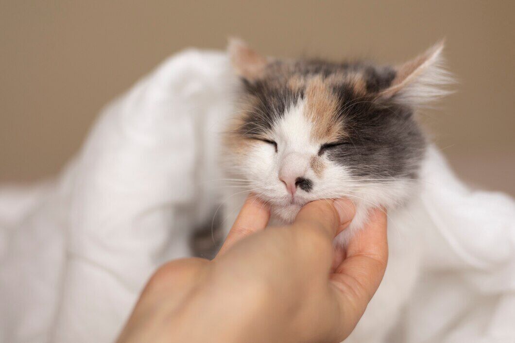 Almost everyone does it wrong. How to pet cats so that they enjoy it