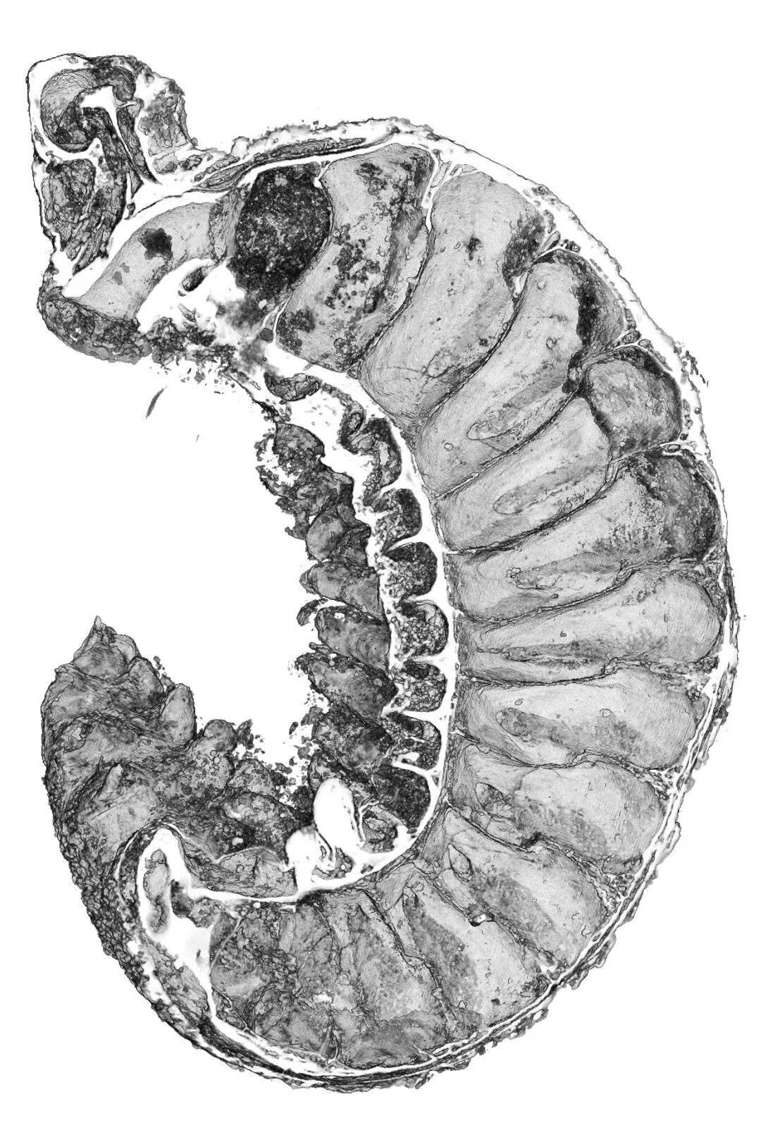 A 500 million-year-old larva fossil with a preserved brain was found in China: scientists' jaws dropped. Photo