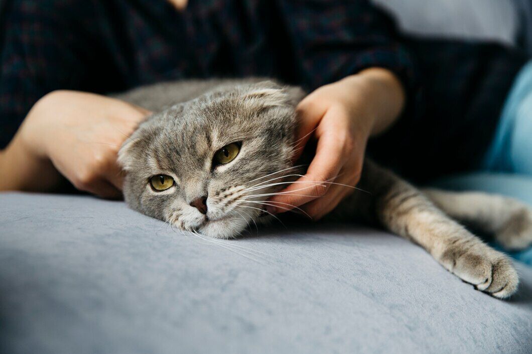 Almost everyone does it wrong. How to pet cats so that they enjoy it