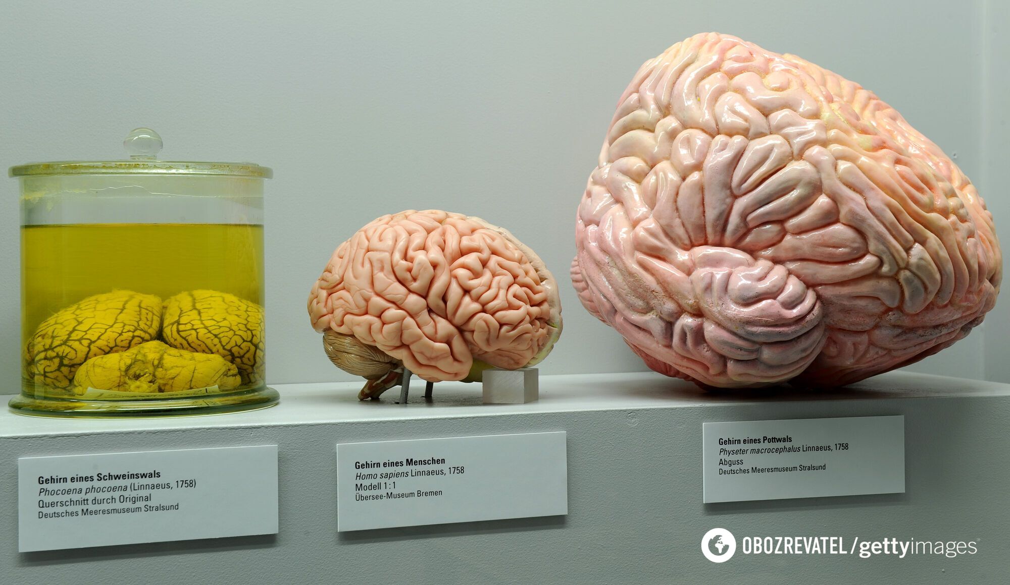 Scientists disprove the main myth about the brain: size does not matter