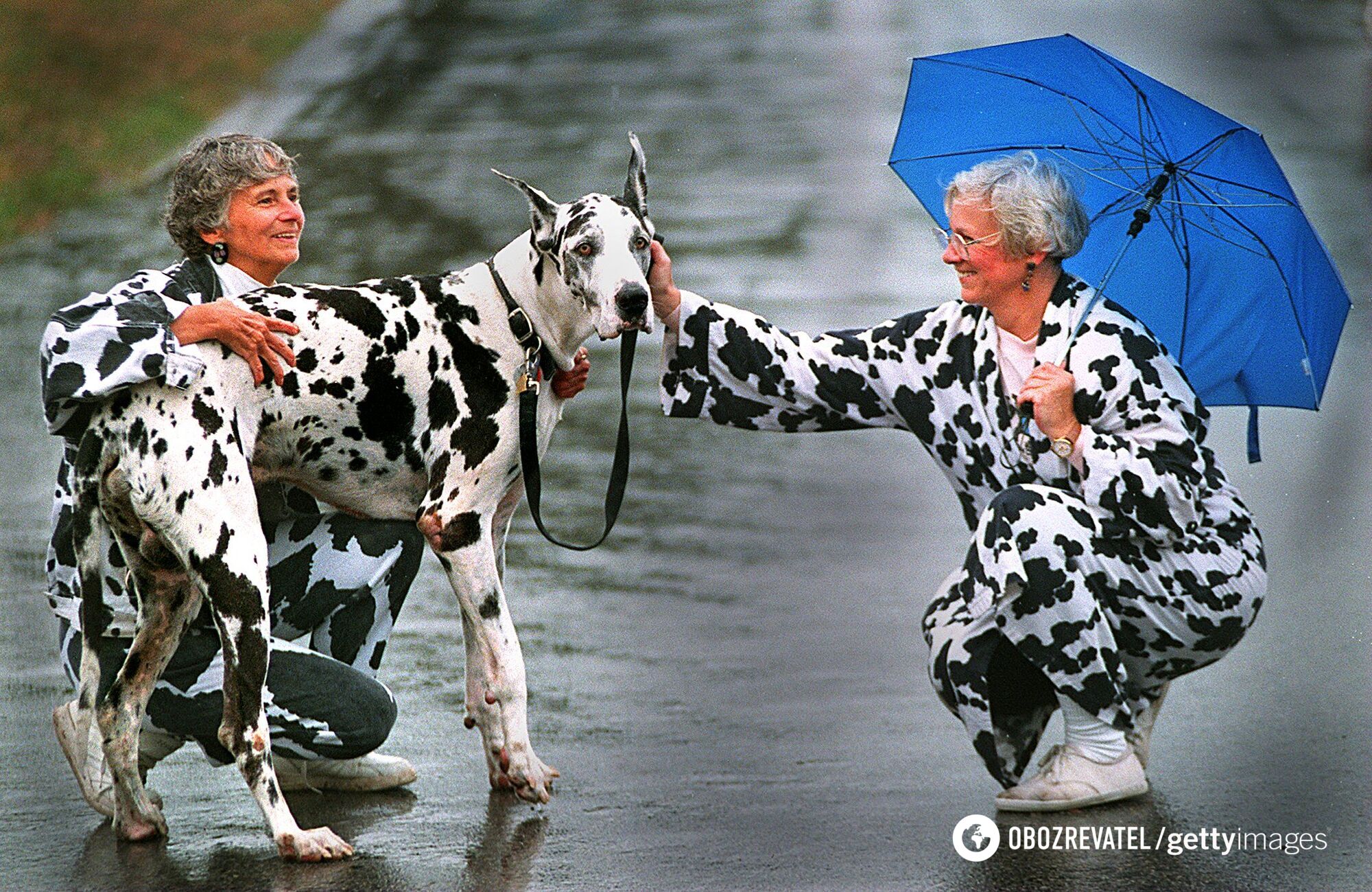 Why dogs resemble their owners: research results