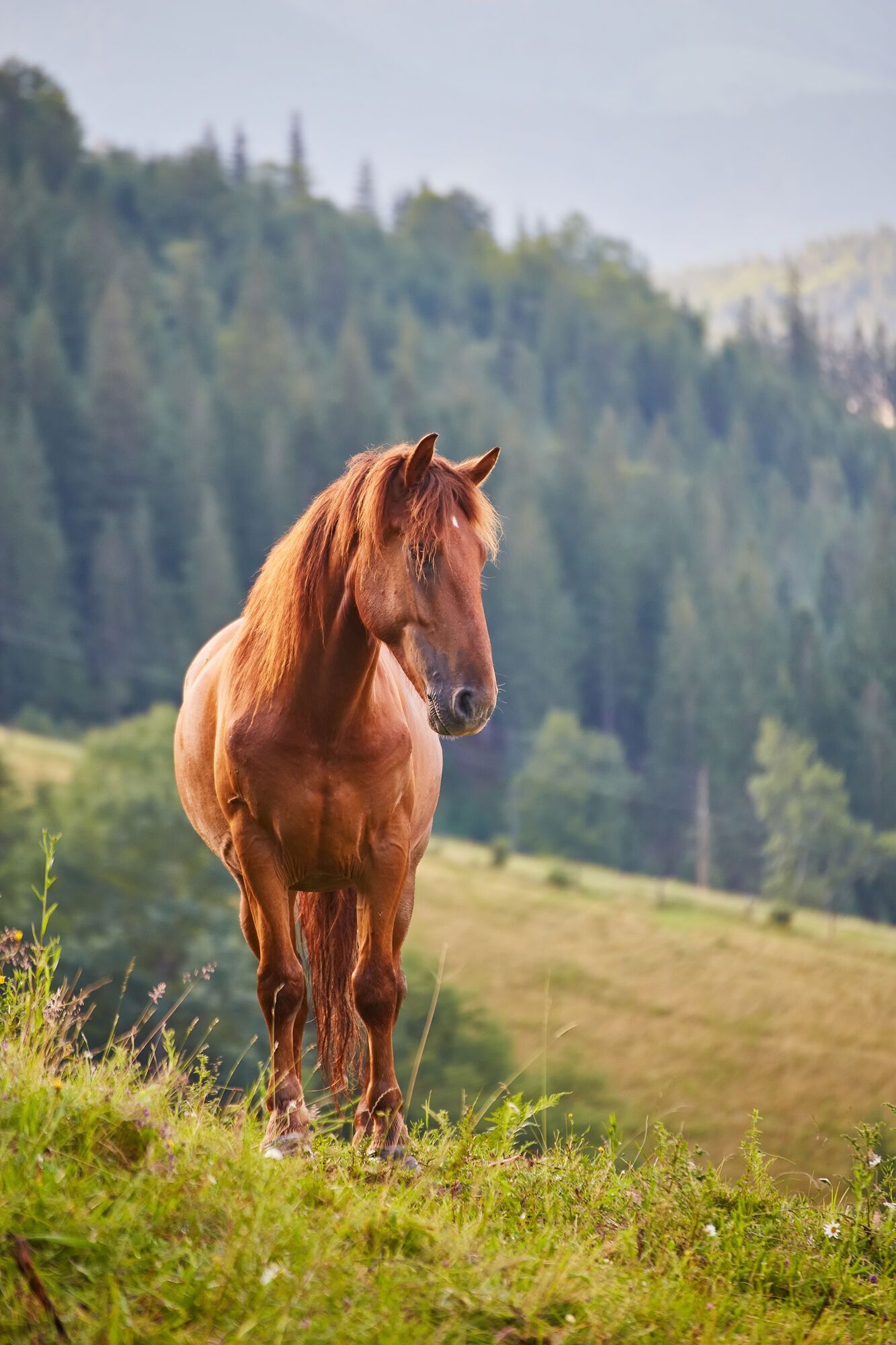 Horses have unexpectedly developed intelligence and ability to strategize: what the experiment with treats showed