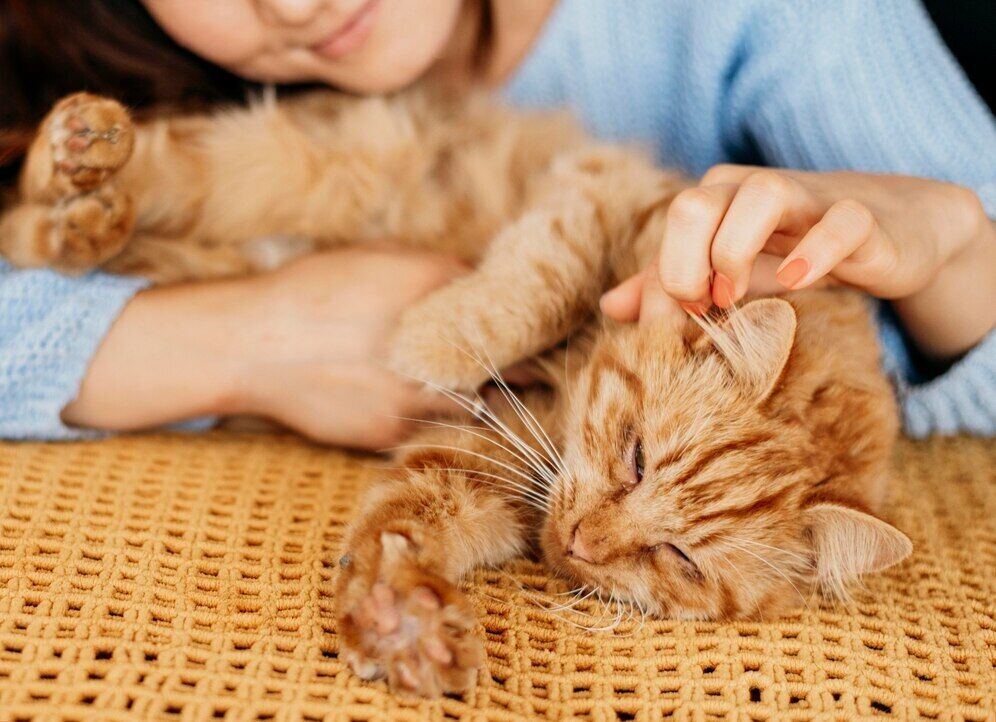 Almost everyone does it wrong. How to pet cats so that they enjoy it