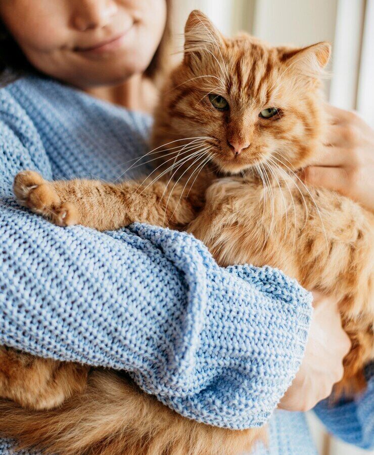 Almost everyone does it wrong. How to pet cats so that they enjoy it