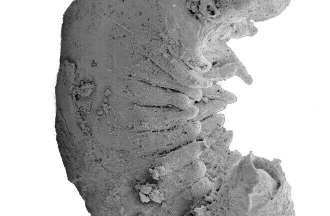 A 500 million-year-old larva fossil with a preserved brain was found in China: scientists' jaws dropped. Photo