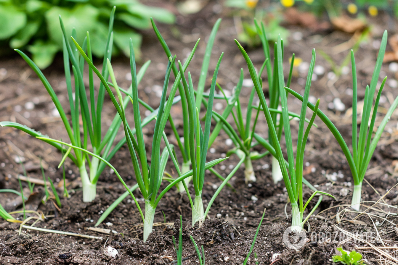 You still have time: what to plant in the garden in September