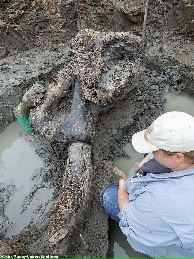 The remains of a giant creature that roamed the Earth along with the first humans, found in the United States. Photo