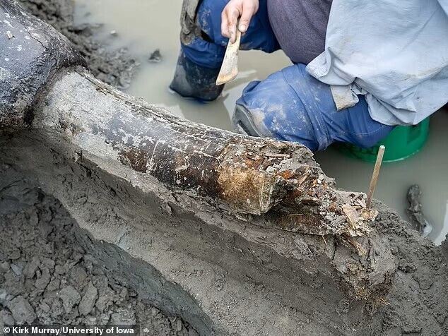 The remains of a giant creature that roamed the Earth along with the first humans, found in the United States. Photo