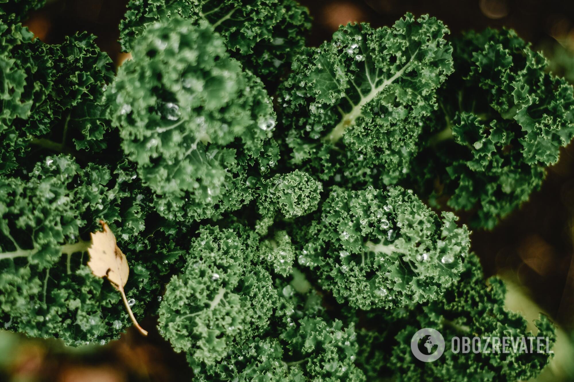 Savoy cabbage