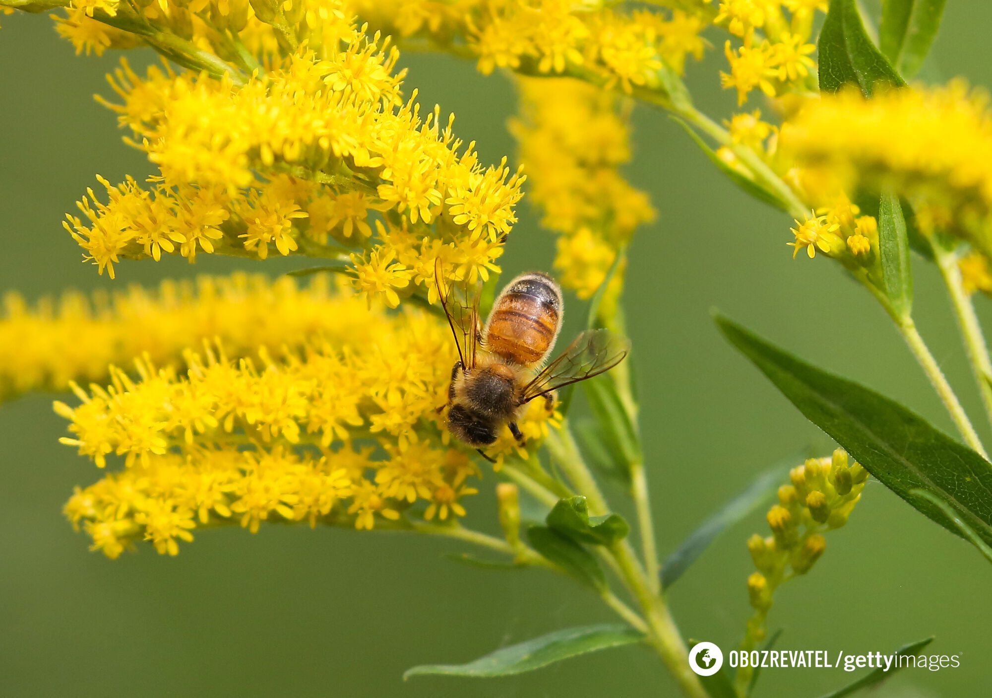 Scientists have found that plants have intelligence and the ability to ''solve problems''