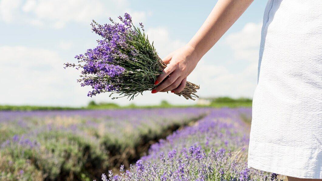 Home photo zone: when and how to plant lavender