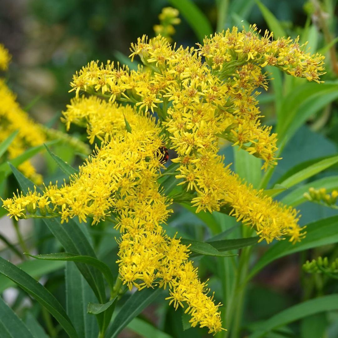 Scientists have found that plants have intelligence and the ability to ''solve problems''