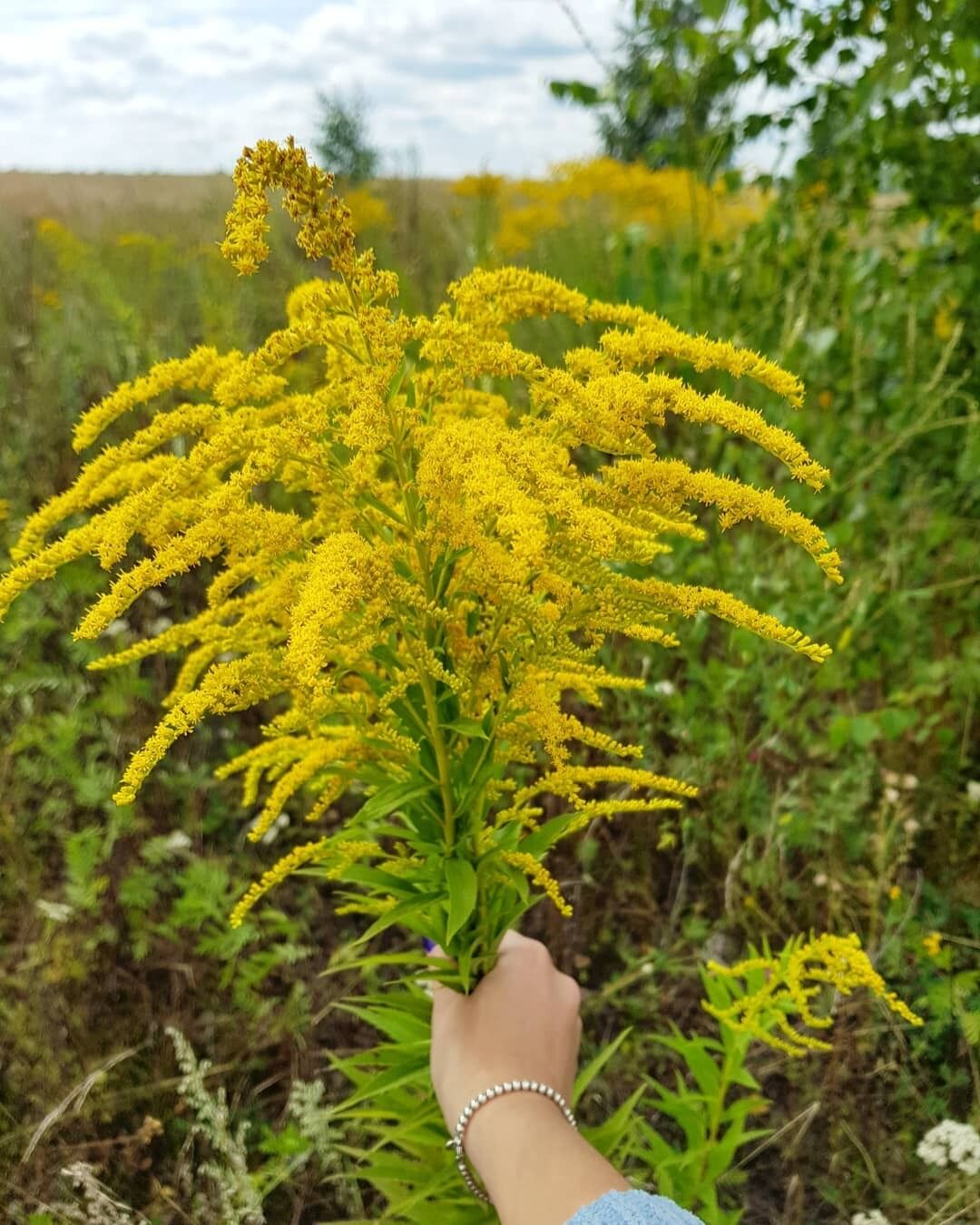 Scientists have found that plants have intelligence and the ability to ''solve problems''