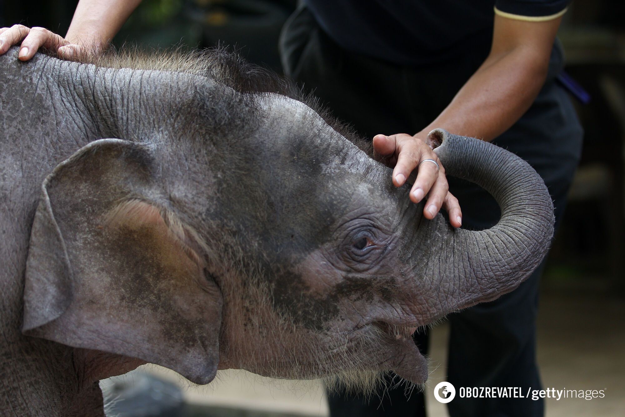 The smallest elephant in the world may disappear from the Earth. Photo