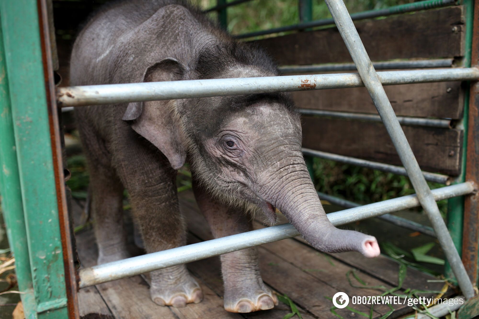 The smallest elephant in the world may disappear from the Earth. Photo