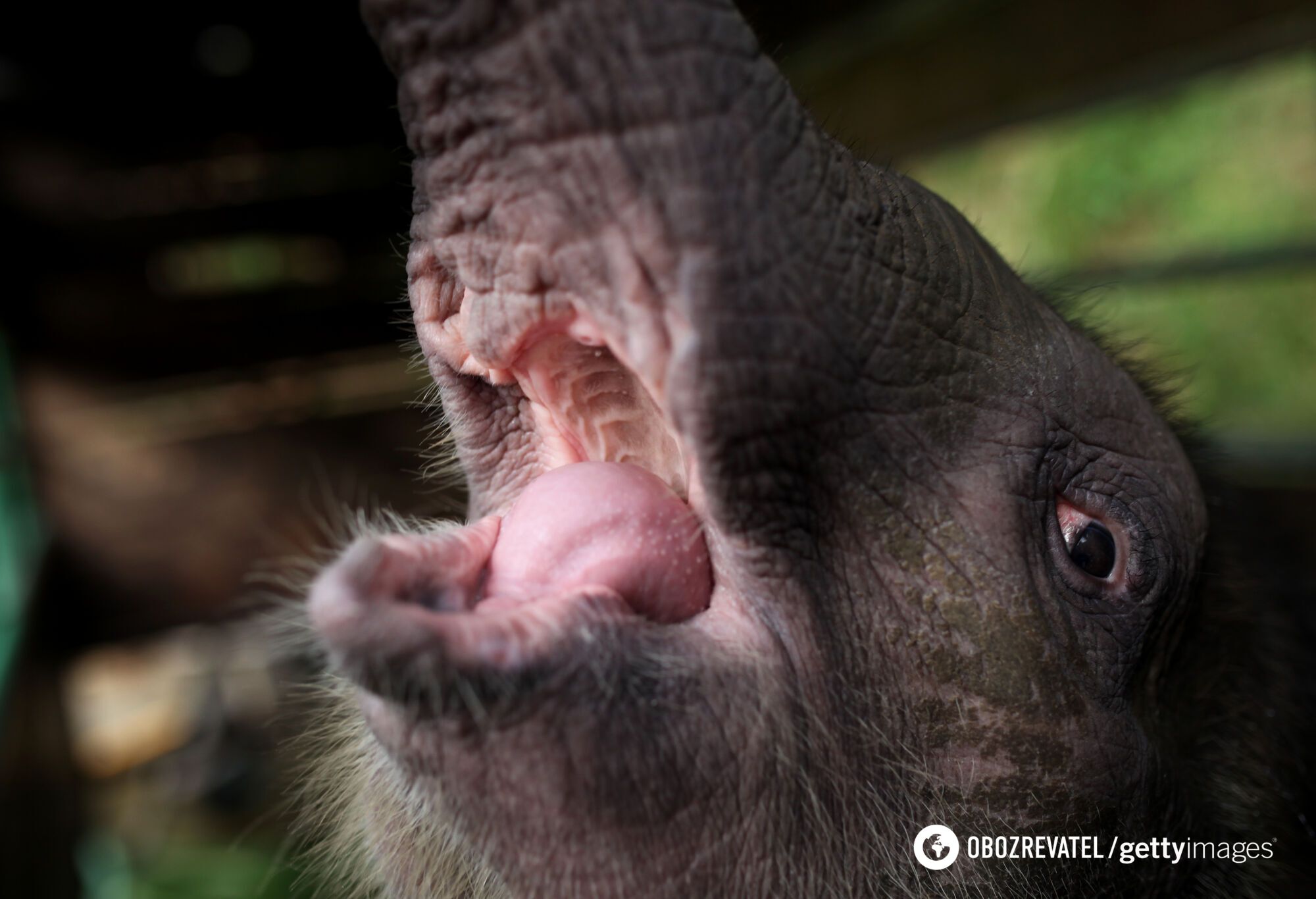 The smallest elephant in the world may disappear from the Earth. Photo