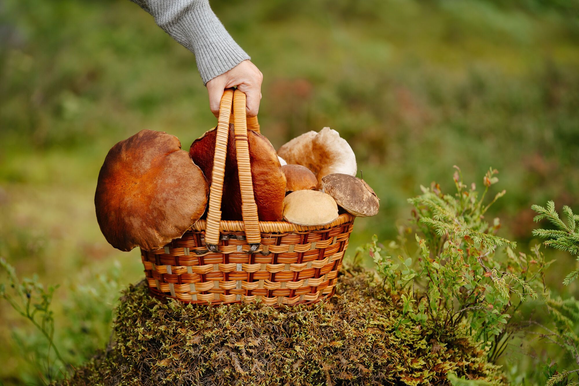 The main mistake when cooking mushrooms is named: never do this