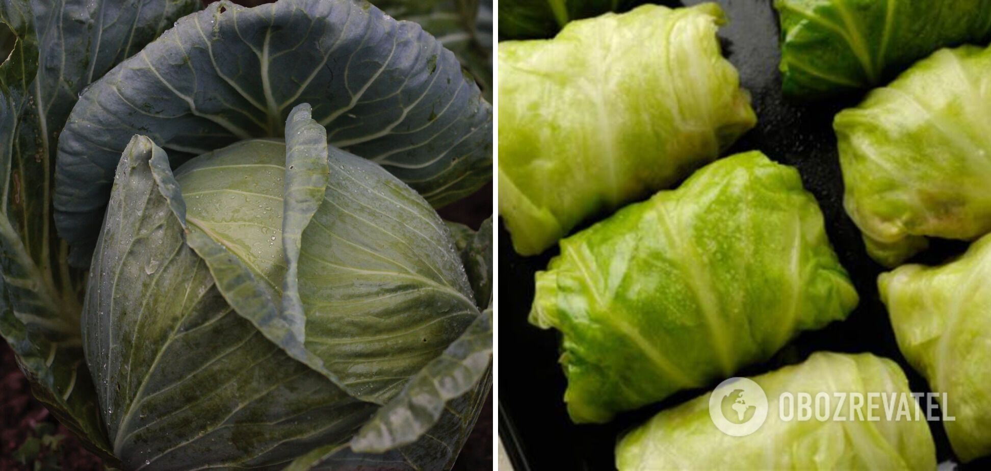 Choose cabbage for cabbage rolls young