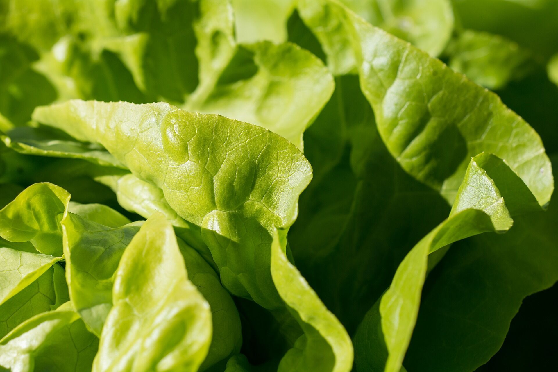 Lettuce leaves