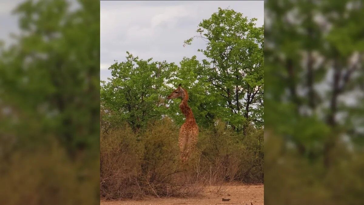 Like a zigzag: a giraffe with a crooked neck was spotted in South Africa. Photo