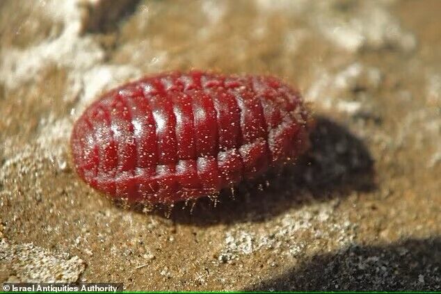 A 3,000-year-old structure from the city of Jesus' birth and a ''red worm'' that is mentioned 25 times in the Bible has been found in Israel. Photo