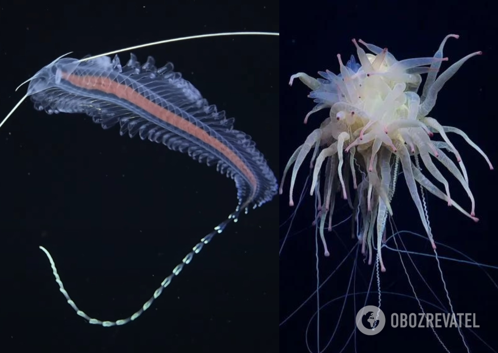 Oceanographers have discovered an underwater mountain higher than Olympus: ''spaghetti monsters'' and a rare squid were swimming nearby. Impressive photos and videos