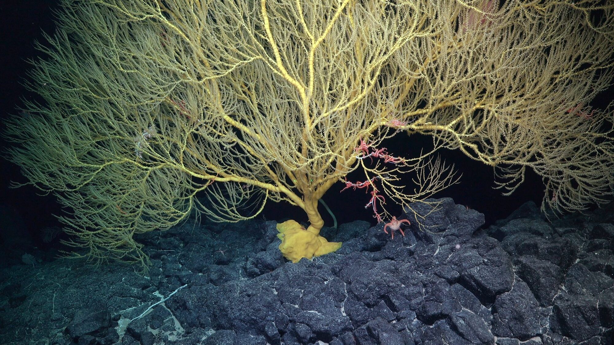 Oceanographers have discovered an underwater mountain higher than Olympus: ''spaghetti monsters'' and a rare squid were swimming nearby. Impressive photos and videos