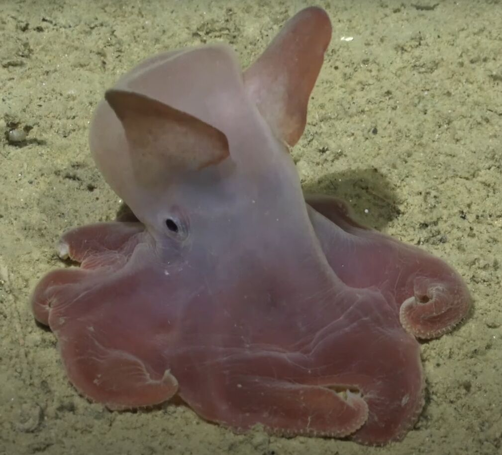 Oceanographers have discovered an underwater mountain higher than Olympus: ''spaghetti monsters'' and a rare squid were swimming nearby. Impressive photos and videos