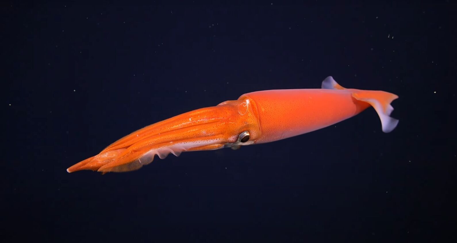 Oceanographers have discovered an underwater mountain higher than Olympus: ''spaghetti monsters'' and a rare squid were swimming nearby. Impressive photos and videos