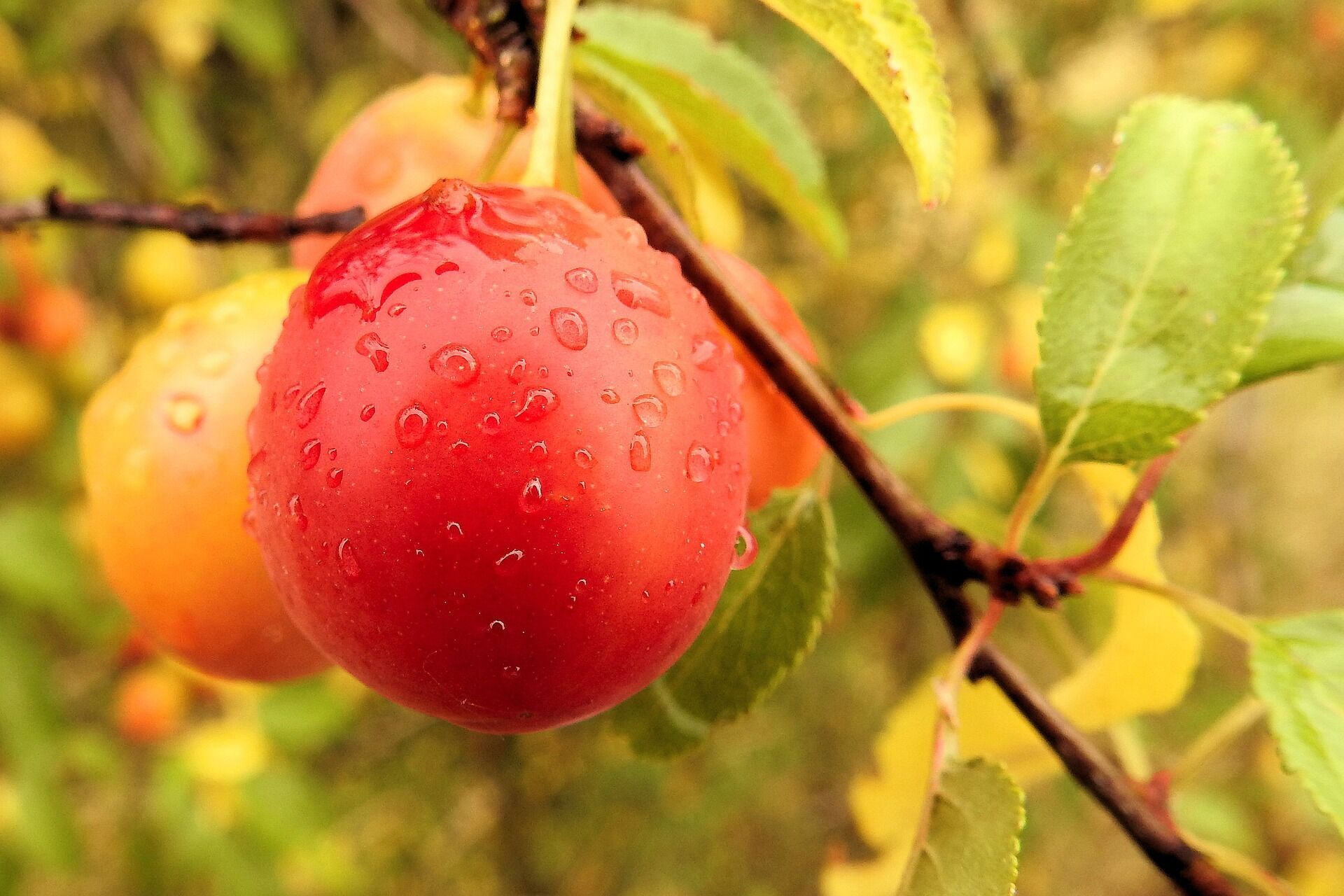 You can make delicious jam from cherry plum