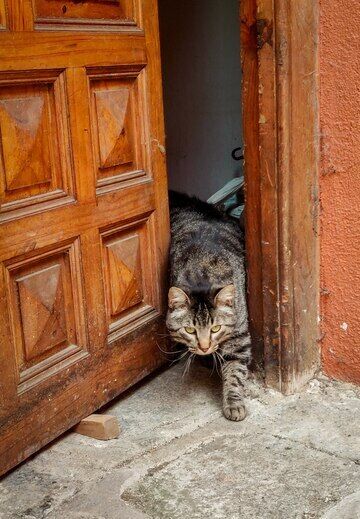 Why cats hate a closed door: scientists have reduced the reasons to the three C's