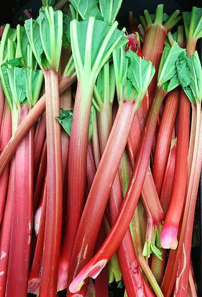 Recipes with rhubarb