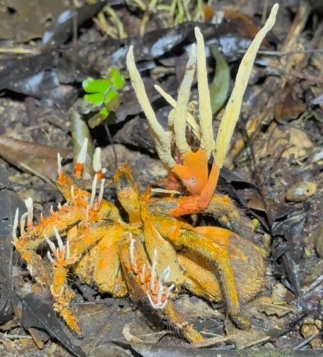 A researcher in the Amazon stumbled upon a dead tarantula infected with ...