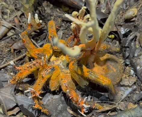 A researcher in the Amazon stumbled upon a dead tarantula infected with a 'zombie fungus'. Photo and video 18+