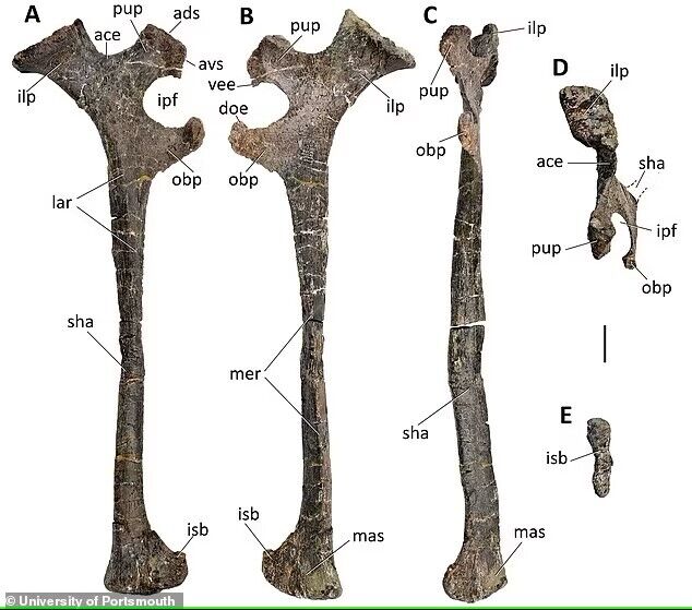 Scientists have found a new species of dinosaur the size of the American bison. Photo