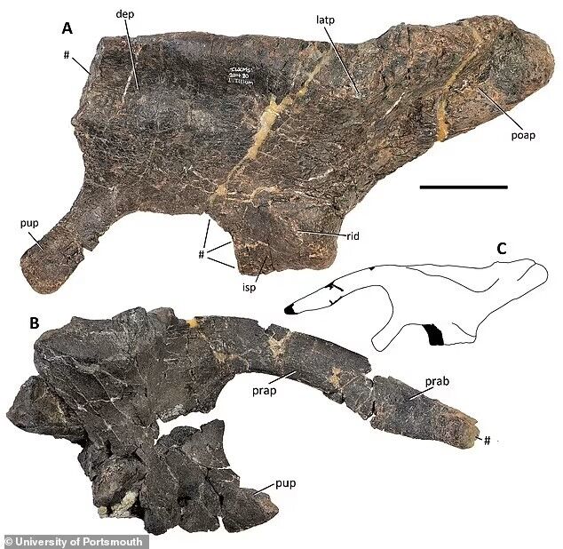 Scientists have found a new species of dinosaur the size of the American bison. Photo