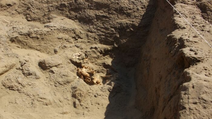 A 5,000-year-old ceremonial temple and human skeletons. In Peru, archaeologists have unearthed valuable finds