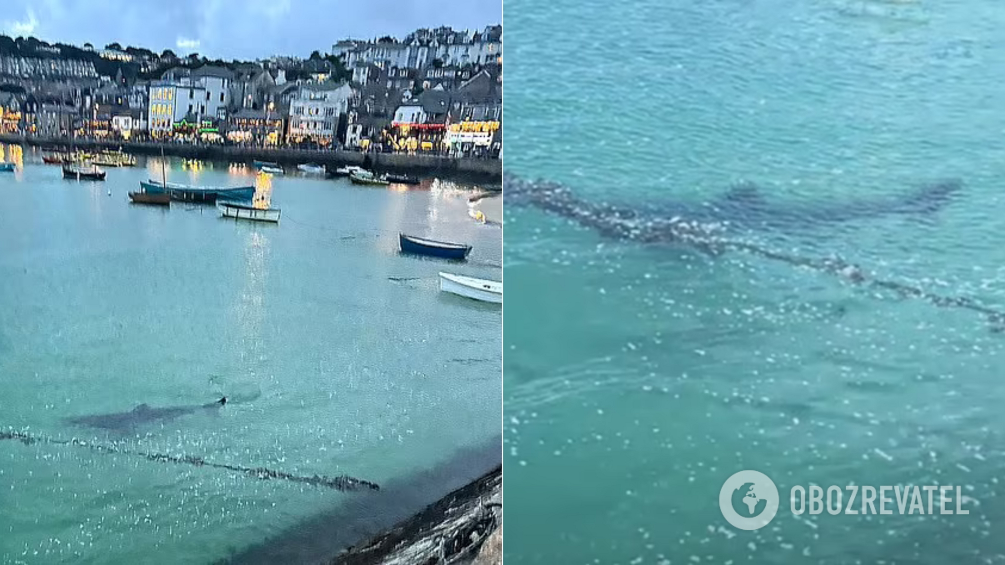 Like in the thriller movie Jaws. A three-meter shark caused panic at a resort in the UK: children ran out of the sea screaming
