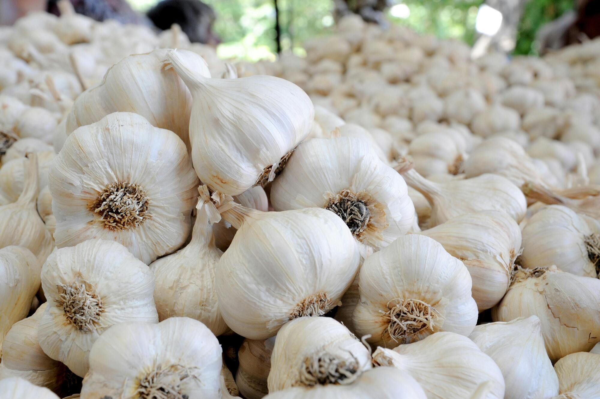 How to store garlic properly