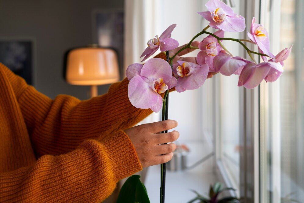 Jak dbać o orchideę latem: jak zmienia się podlewanie