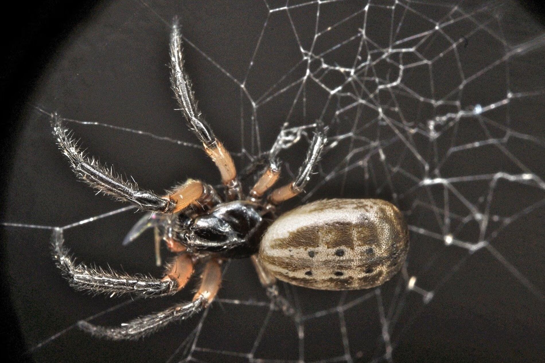 A ball spider, a David Attenborough worm and a laughing frog: 750 new species discovered in Australia