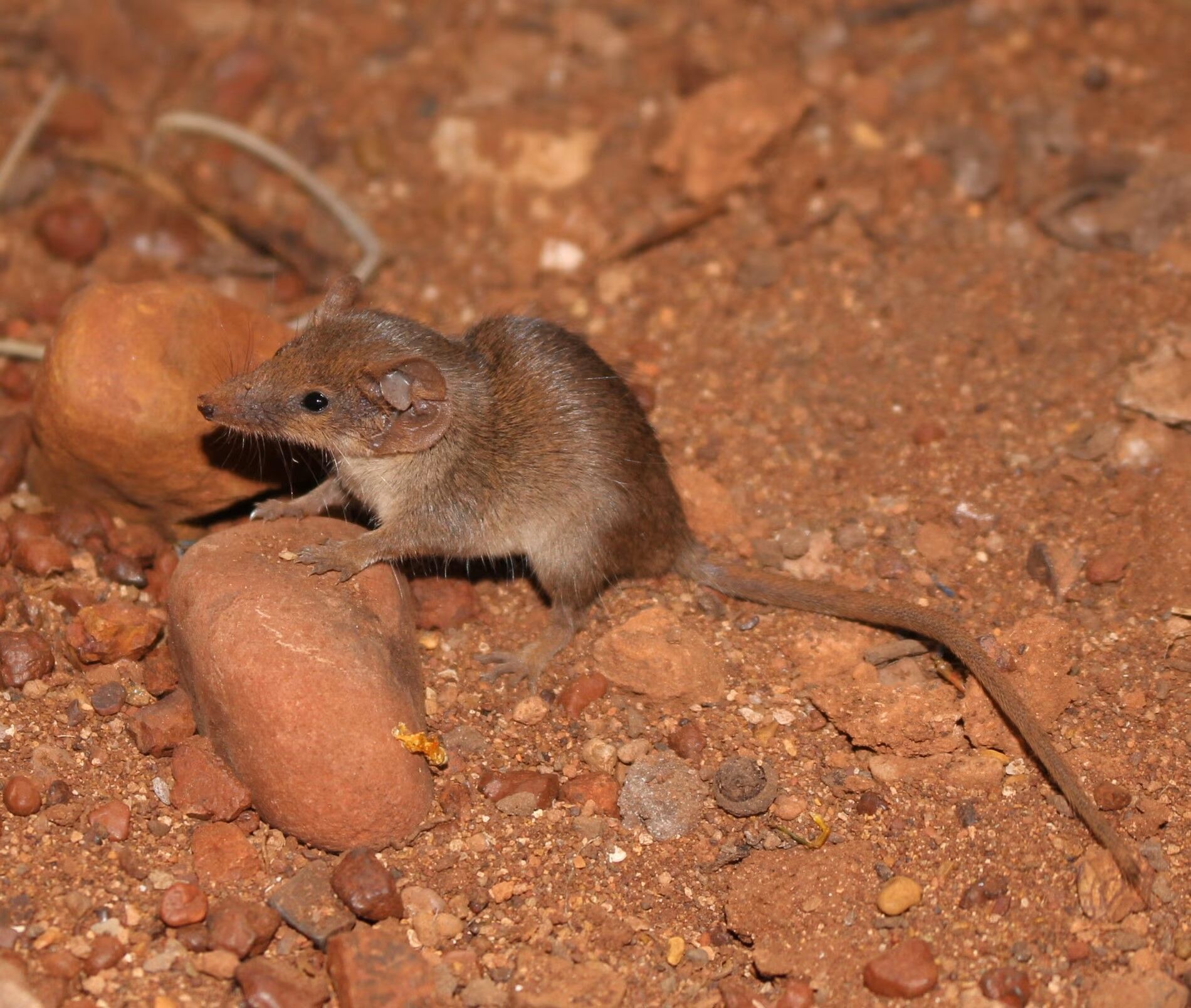 A ball spider, a David Attenborough worm and a laughing frog: 750 new species discovered in Australia