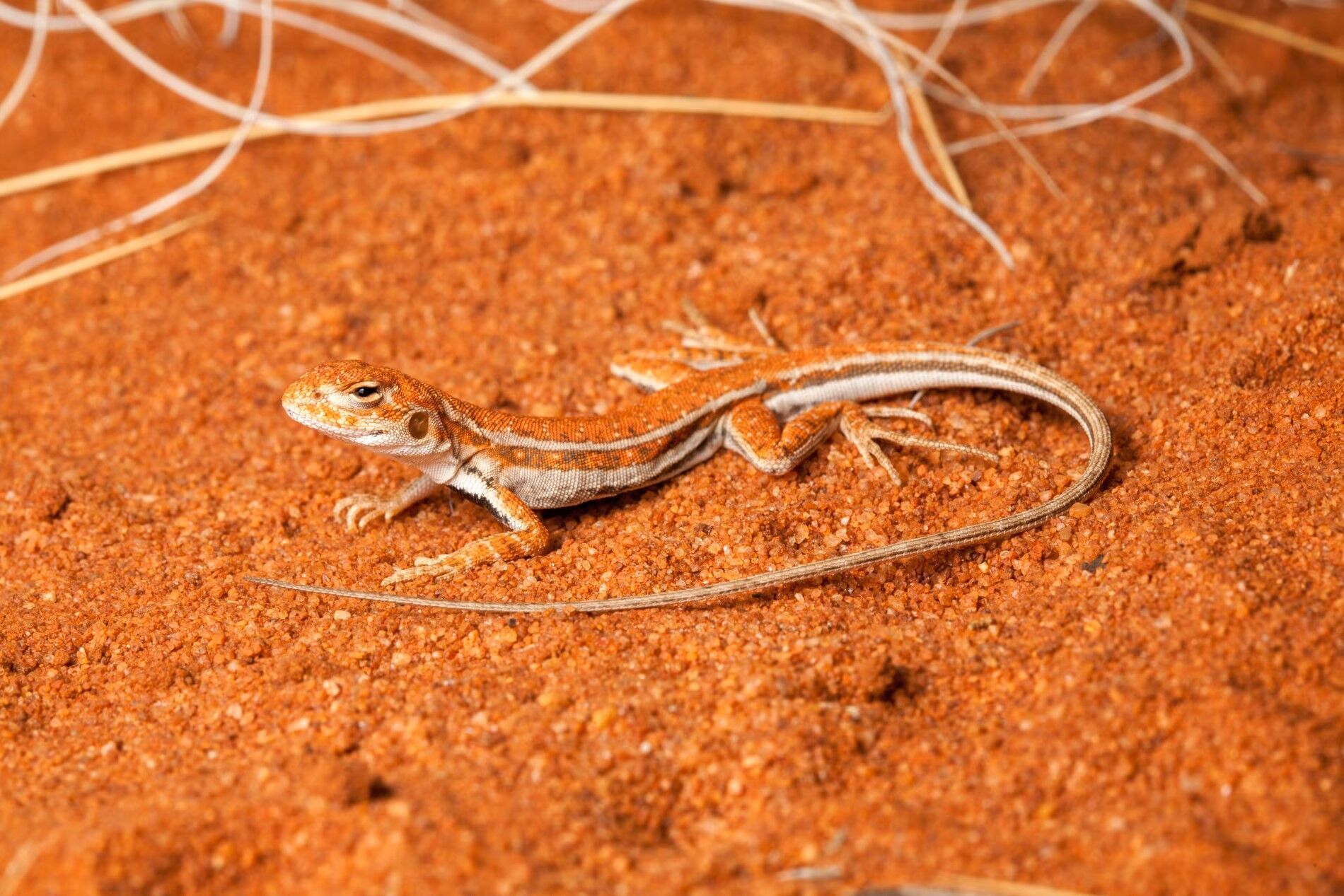 A ball spider, a David Attenborough worm and a laughing frog: 750 new species discovered in Australia