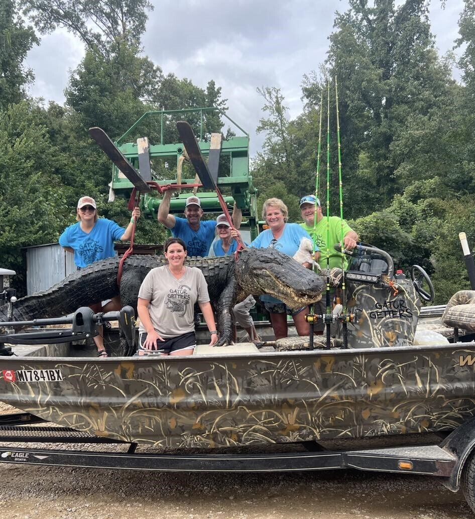 Giant 4-meter alligator caught in the United States: six hunters barely managed to hold it still. Photo