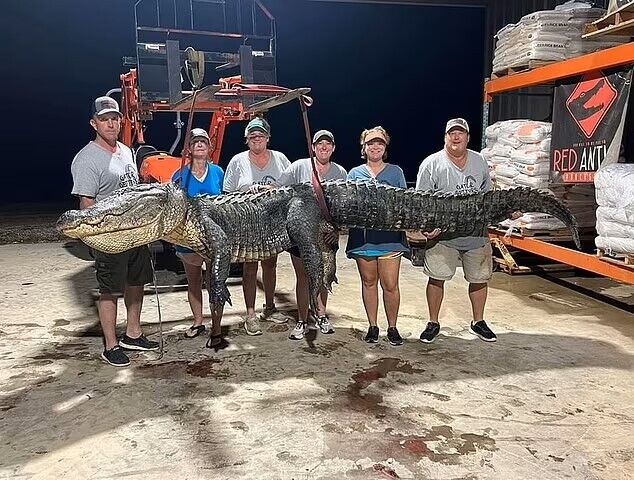 Giant 4-meter alligator caught in the United States: six hunters barely managed to hold it still. Photo