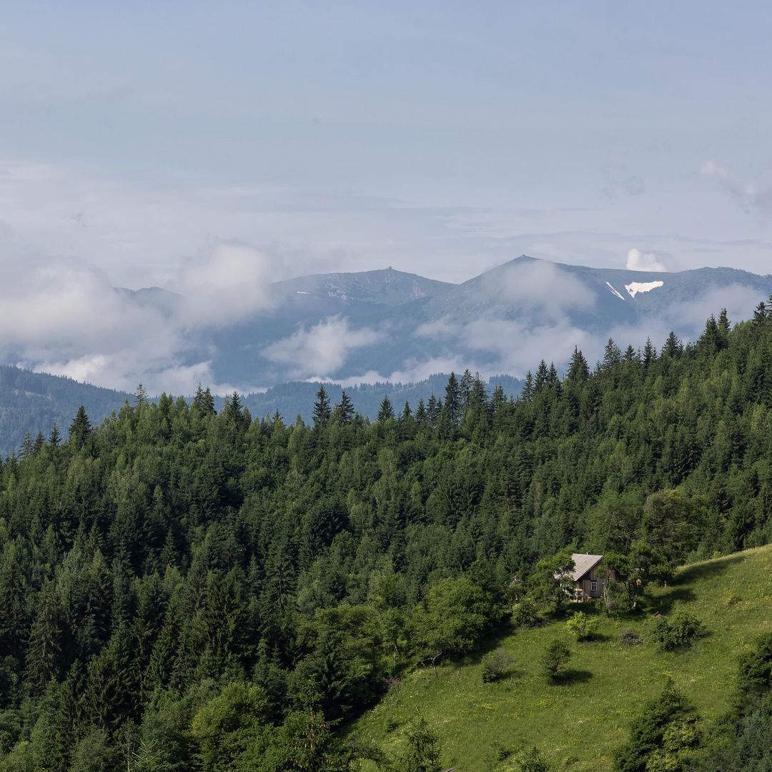 Mushroom season begins: where to find a bountiful harvest in the Carpathians