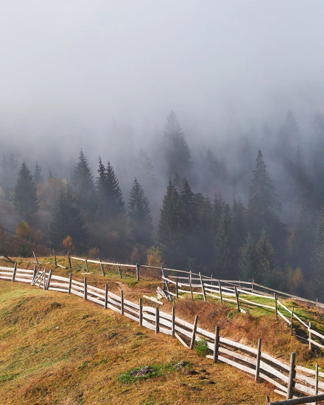 Mushroom season begins: where to find a bountiful harvest in the Carpathians