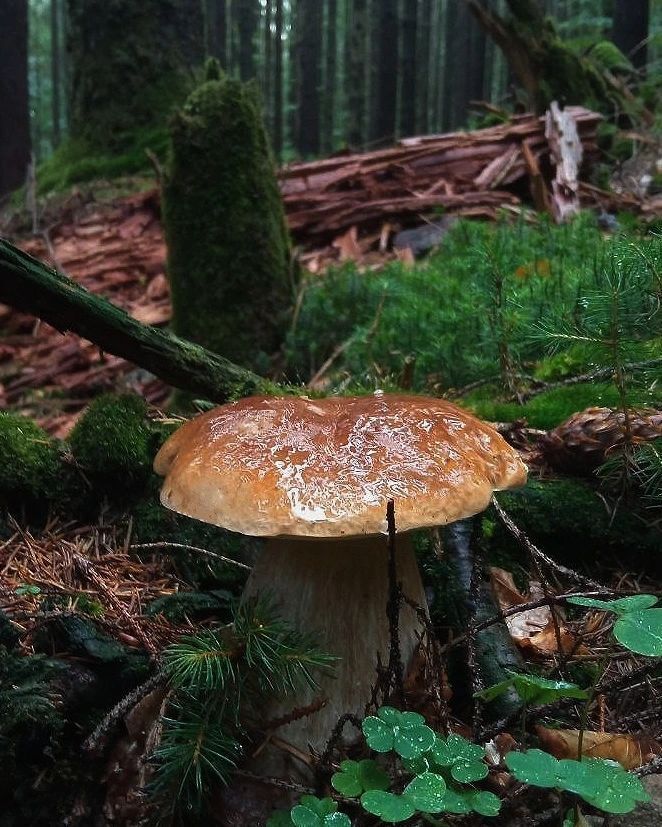 Mushroom season begins: where to find a bountiful harvest in the Carpathians