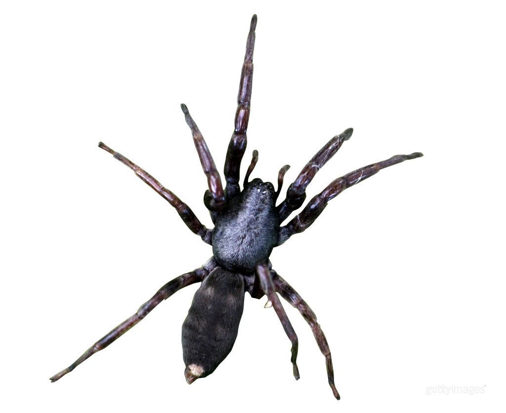 One of the scariest spiders in Australia set a ''trap'' for a mother and child among the construction bricks. Photo of the poisonous ''monster''